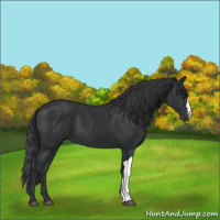 Horse Color:Black 
