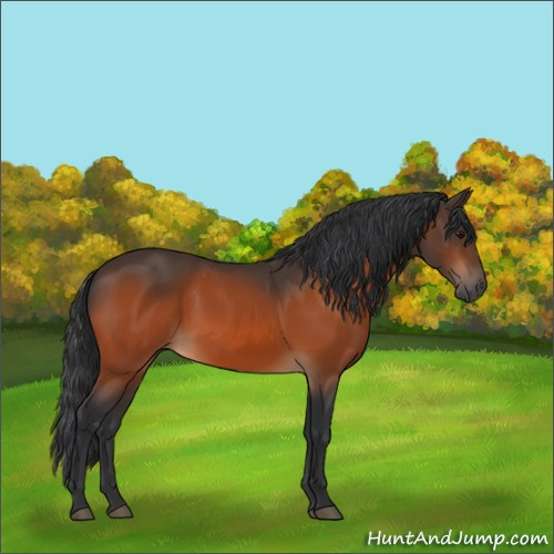 Horse Color:Bay 
