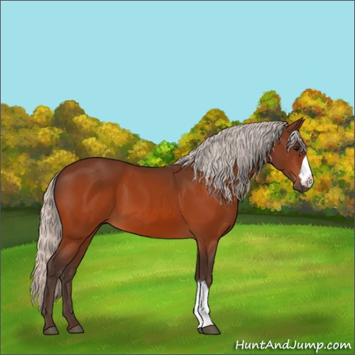 Horse Color:Silver Bay 