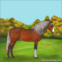 Horse Color:Silver Bay 