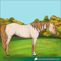 Horse Color:Red Dun Roan 