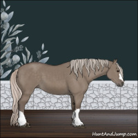 Horse Color:Silver Grullo 