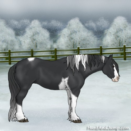 Horse Color:Black Splash Tobiano 