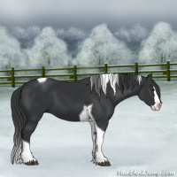 Horse Color:Black Splash Tobiano 