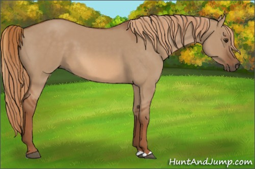 Horse Color:Red Dun