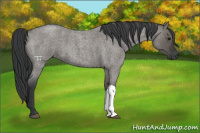 Horse Color:Grullo Roan 