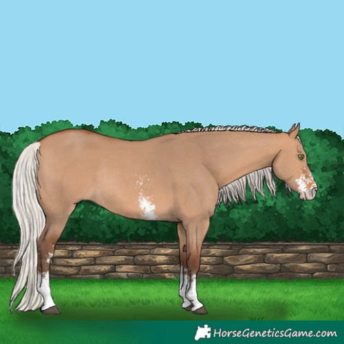Horse Color:Silver Bay Dun Sabino Rabicano 