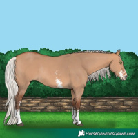 Horse Color:Silver Bay Dun Sabino Rabicano 