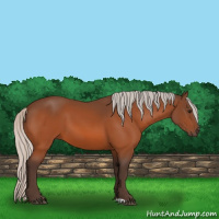 Horse Color:Silver Bay 