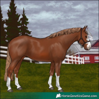 Horse Color:Chestnut 