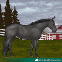 Horse Color:Black 