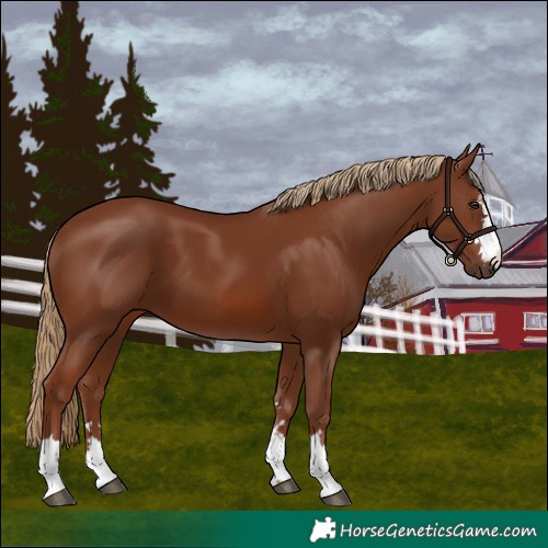 Horse Color:Chestnut 
