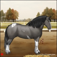 Horse Color:Grullo Splash Tobiano