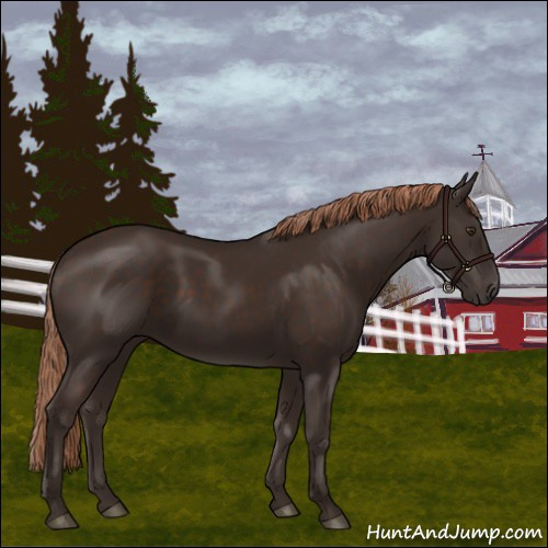 Horse Color:Liver Chestnut 