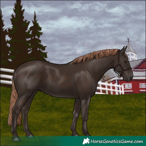 Horse Color:Liver Chestnut 