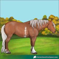 Horse Color:Silver Bay Sabino Rabicano 