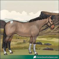 Horse Color:Bay Dun Tobiano 