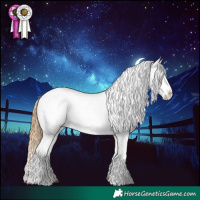 Horse Color:Chestnut Appaloosa 
