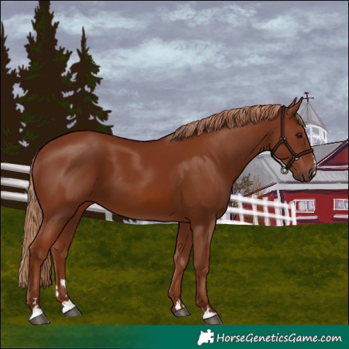 Horse Color:Chestnut 