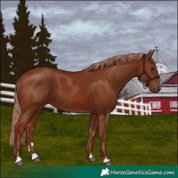 Horse Color:Chestnut 