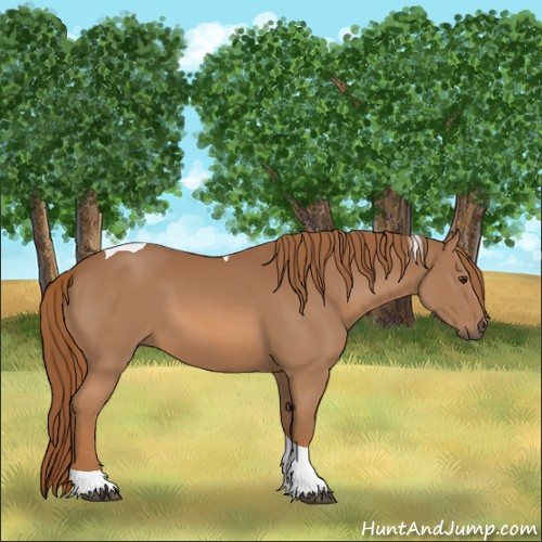 Horse Color:Chestnut Tobiano 