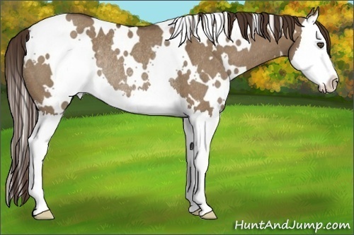 Horse Color:White Spotted Liver Red Dun Splash Rabicano 