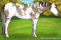 Horse Color:White Spotted Liver Red Dun Splash Rabicano