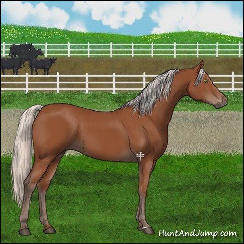 Horse Color:Silver Bay Sabino Rabicano 