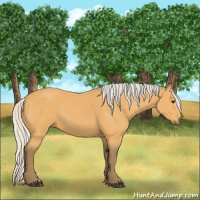 Horse Color:Silver Buckskin 