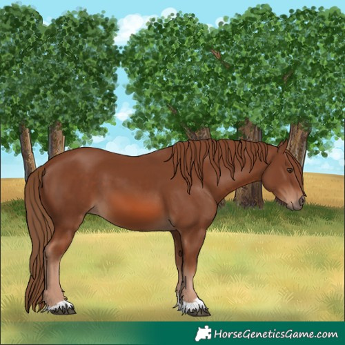 Horse Color:Chestnut 