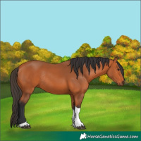 Horse Color:Bay Tobiano Rabicano 