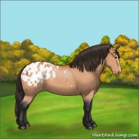 Horse Color:Bay Appaloosa 