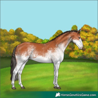 Horse Color:White Spotted Bay 