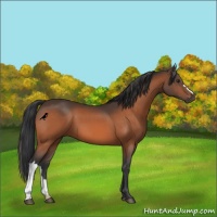 Horse Color:Brown 