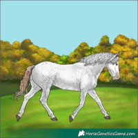 Horse Color:Red Dun Near Leopard 