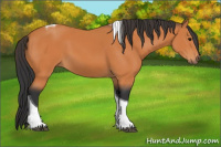 Horse Color:Bay Tobiano 