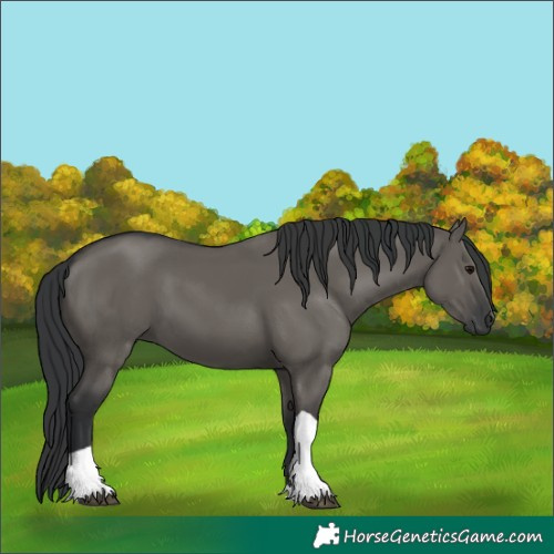 Horse Color:Grullo Tobiano 