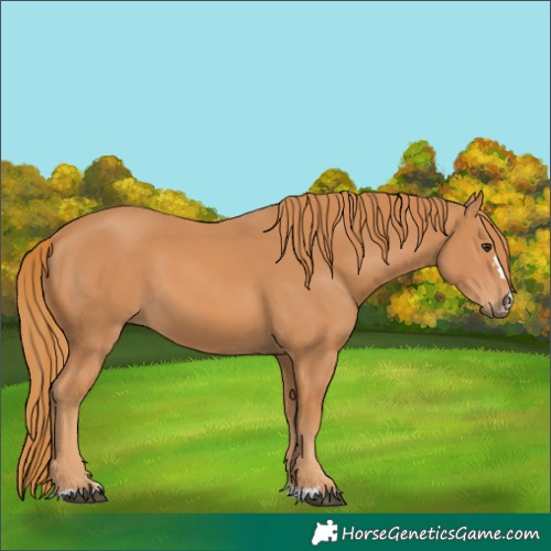Horse Color:Chestnut 