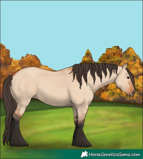 Horse Color:Bay Dun 