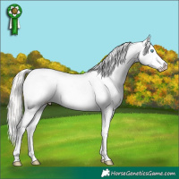 Horse Color:White Spotted Silver Classic Cream Champagne Pearl Dun Appaloosa Rabicano 