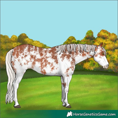 Horse Color:Silver Bay Sabino Rabicano 