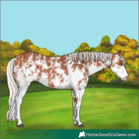 Horse Color:Silver Bay Sabino Rabicano 