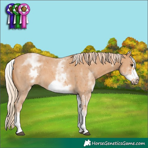 Horse Color:White Spotted Chestnut Sabino Frame 