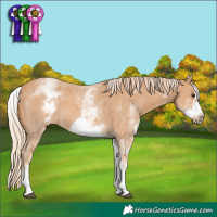 Horse Color:White Spotted Chestnut Sabino Frame 