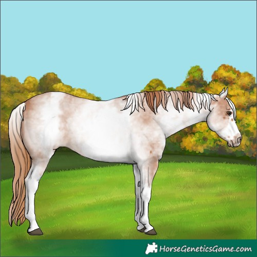 Horse Color:White Spotted Chestnut Sabino Frame 