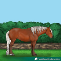 Horse Color:Silver Bay 