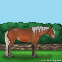 Horse Color:Silver Bay 