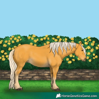 Horse Color:Palomino 