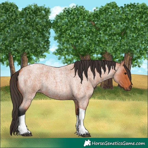 Horse Color:Bay Roan Tobiano 