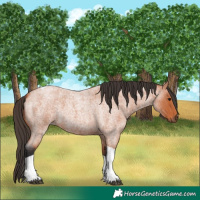 Horse Color:Bay Roan Tobiano 